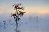 Lake Martin Cypress_26130